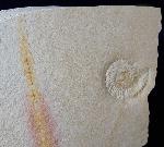 Subplanites rueppelianum QUENSTEDT 1888 - Bild &copy; FossNet FossilienStore